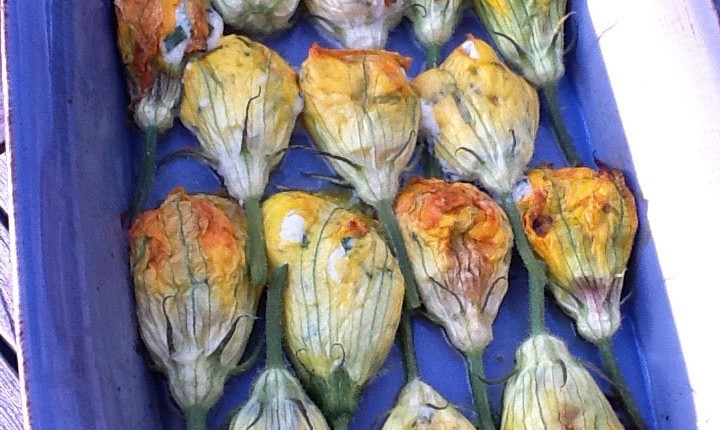 Fleurs de courgette farcies